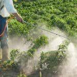 The Ninth Circuit Kills GMO Pesticide Regulations in Hawaii Counties
