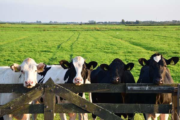 Till the Cows Come Home: Tenth Circuit’s Affirmation of Federal Preemption Is a Win for Defendants in Food Labeling Cases